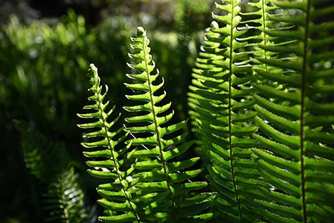 Obiektyw Nikkor Z 14-30mm f/4 S