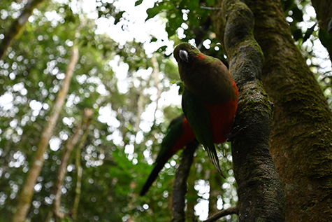Obiektyw Nikkor Z 14-30mm f/4 S