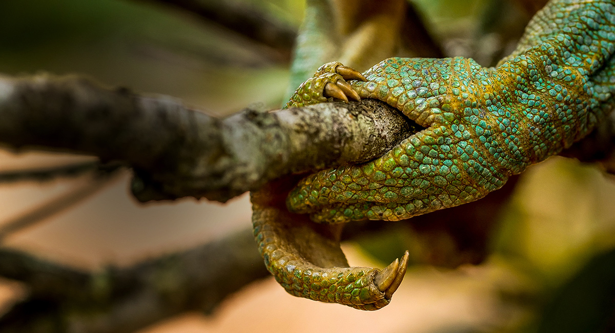 Bezlusterkowiec Panasonic Lumix G9 (body) - Uszkodzone opakowanie