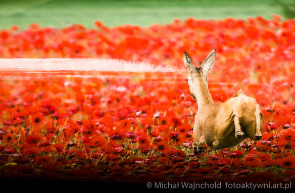 Papier Ilford STUDIO Glossy 250gsm