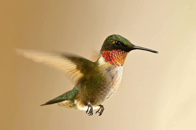 Bezlusterkowiec Nikon Z7