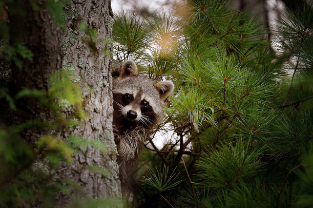 Bezlusterkowiec Nikon Z7