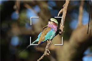 Bezlusterkowiec Canon EOS R (body)